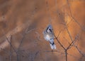 A Blue Jay Cyanocitta cristata perched on a branch at sunrise on a Canadian winter day. Royalty Free Stock Photo