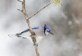 A Blue Jay Cyanocitta cristata perched on a branch in winter in Algonquin Park, Canada Royalty Free Stock Photo