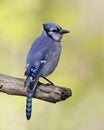 Blue Jay Cyanocitta cristata perched on a dead tree branch