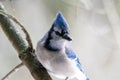 Blue jay (Cyanocitta cristata) perched in winter Royalty Free Stock Photo