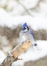 A Blue Jay Cyanocitta cristata perched on a snow covered branch in Algonquin Park, Canada Royalty Free Stock Photo