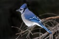 Blue Jay, Cyanocitta cristata, side view Royalty Free Stock Photo