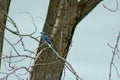 A Blue Jay Cyanocitta cristata sitting a tree in winter. shot in Southern Ontario. Royalty Free Stock Photo