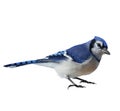 Blue Jay (Cyanocitta cristata) Royalty Free Stock Photo