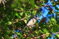 Blue Jay Royalty Free Stock Photo