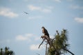 Blue jay dive bombs a Mated pair of Bald eagle Haliaeetus leucocephalus Royalty Free Stock Photo