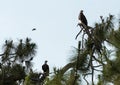 Blue jay dive bombs a Mated pair of Bald eagle Haliaeetus leucocephalus Royalty Free Stock Photo