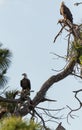 Blue jay dive bombs a Mated pair of Bald eagle Haliaeetus leucocephalus Royalty Free Stock Photo