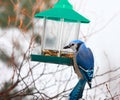 Blue Jay eating Royalty Free Stock Photo
