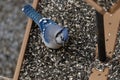 Blue Jay Eating at a Bird Feeder Royalty Free Stock Photo