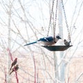 Blue Jay Eating From Bird Feeder Royalty Free Stock Photo