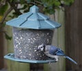 Blue Jay Eating at Bird Feeder Royalty Free Stock Photo
