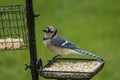 Blue Jay Eating Bird Seed at Feeder Royalty Free Stock Photo