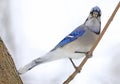 Blue Jay eating on a branch with white background Royalty Free Stock Photo