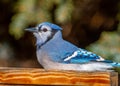 Blue Jay Eating in Colorado Bird Feeder Royalty Free Stock Photo