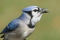 Blue Jay Eating On A Feeder Royalty Free Stock Photo