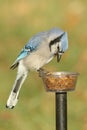 Blue Jay Eating On A Feeder Royalty Free Stock Photo