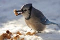 Blue Jay Eating Peanuts Royalty Free Stock Photo