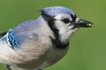 Blue Jay Eating Peanuts Royalty Free Stock Photo