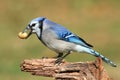 Blue Jay Eating Peanuts Royalty Free Stock Photo