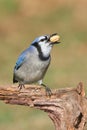 Blue Jay Eating Peanuts Royalty Free Stock Photo