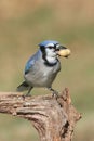 Blue Jay Eating Peanuts