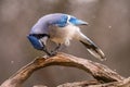 Blue Jay eating a seed on a branch Royalty Free Stock Photo