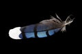 Blue jay feather Royalty Free Stock Photo