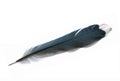 Blue jay feather Royalty Free Stock Photo