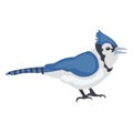 Blue jay, feather creature Vector Icon