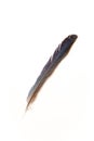 Blue Jay Feather Royalty Free Stock Photo