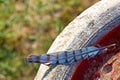 Blue Jay Feather Left on Stone Birdbath