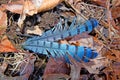 Blue jay feathers Royalty Free Stock Photo