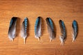 Blue jay feathers - symbol of good luck - on a wooden table Royalty Free Stock Photo