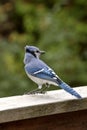 Blue Jay at feeder Royalty Free Stock Photo