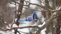 Blue Jay feeding in a snowy scene