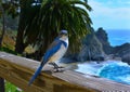 Blue Jay on fence Royalty Free Stock Photo