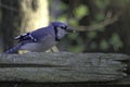 Blue Jay on a fence rail with a seed in his mouth Royalty Free Stock Photo