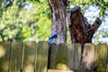 Blue jay on fence Royalty Free Stock Photo