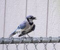 Blue jay on fence Royalty Free Stock Photo