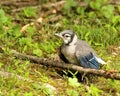 Blue jay fledgling Royalty Free Stock Photo