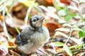 Blue Jay Fledgling Looking for his Mother Royalty Free Stock Photo