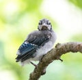 Blue Jay Fledgling Perched on Tree Branch Royalty Free Stock Photo