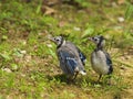 Blue jay fledglings