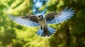 Blue Jay flying. AI Generative