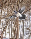 Blue jay flying in forest Royalty Free Stock Photo