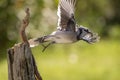 Blue Jay flying off a post