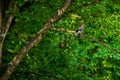 Blue jay in the forest on a branch.