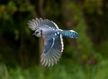 Blue jay free flying in spring