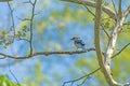 Blue Jay Gathering Twigs For a Nest Royalty Free Stock Photo